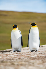 Fototapeta na wymiar King penguins, Falkland Islands, Antarctica
