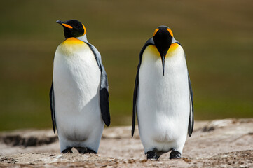King penguins, Falkland Islands, Antarctica