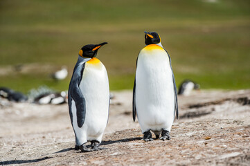 King penguins, Falkland Islands, Antarctica