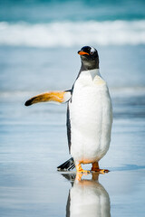 Little cute gentoo penguin and its reflection in the water