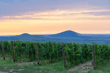 Fototapeta na wymiar Vineyards near Villany, Baranya, Southern Hungary