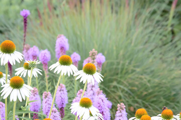 Glade of white echinacea and lilac lyatris on a background of grass.