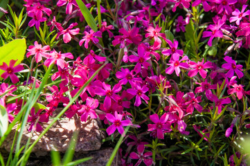 Beautiful small pink purple flowers close-up