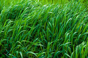Fototapeta premium Tall bright lush green grass. Grass texture
