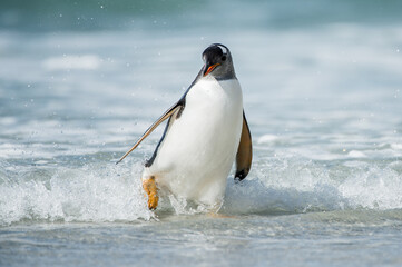 Naklejka premium Cute little gentoo penguin neat the ocean water in Antarctica