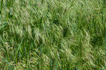 Tall bright lush green grass. Grass texture