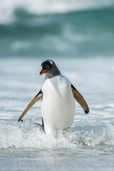 Cute little gentoo penguin neat the ocean water in Antarctica