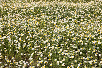 Beautiful chamomile field on sunny spring day