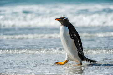 Cute little gentoo penguin neat the ocean water in Antarctica