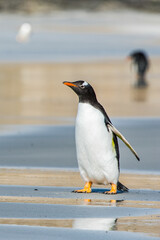 Naklejka premium Profile of a gentoo penguin in Antarctica