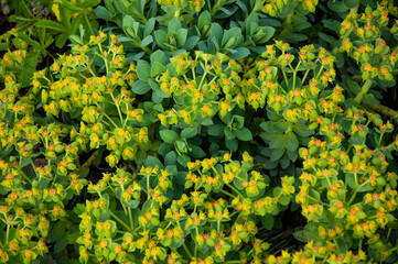 Beautiful green plant. Green leaves close-up top view.