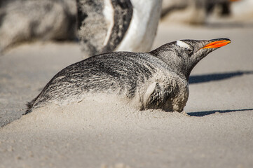 Gentoo penguin in the sand