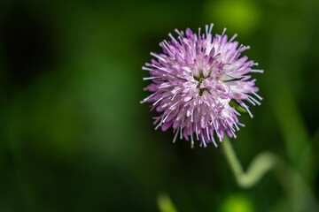 Close up of purple Knautia macedonica flower head