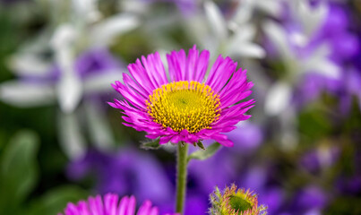 Close up of yellow and purple daisy like flower - Erigeron