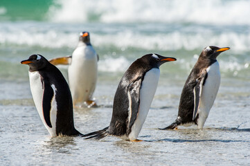Group of the penguins in the Atlantic Ocean