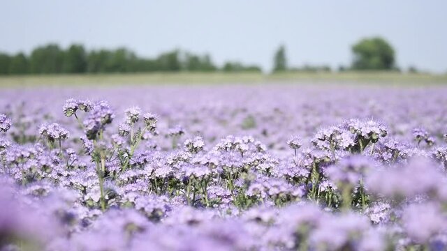 purple flower phacelia, scorpionweed, heliotrope close up with bee collecting honey nectar