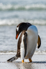 Naklejka premium Gentoo penguin portrait, Antarctica