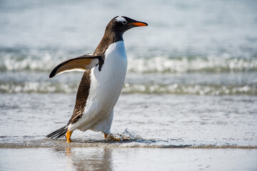Fototapeta premium Gentoo penguin portrait, Antarctica