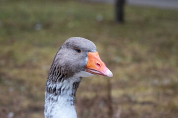 Close up of a single goose in an animal park in Germany