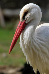 Close-up of a European stork
