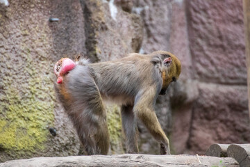 Close up of a monkey in an animal park in Germany