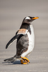 Gentoo penguin on the sand, Falkland Islands