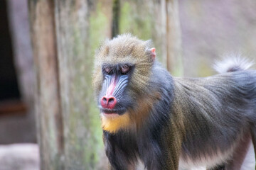 Close up of a monkey in an animal park in Germany