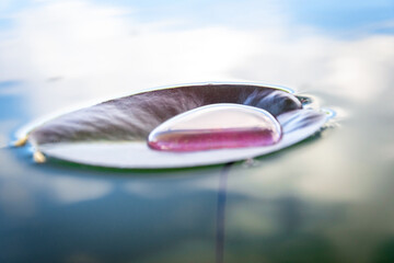 Leaf background. Drop water on green lotus plant in garden pond or lake with abstract reflection. Fresh macro dew on nature background. Flat lay.