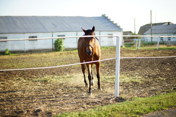 Portrait of bay horse grazes in paddock at sunny summer day.