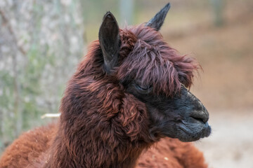 Close up of a single alpaca in an animal park in Germany