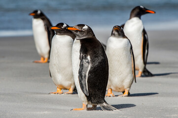Group of the penguins playing, swimming and eating in the Atlantic Ocean