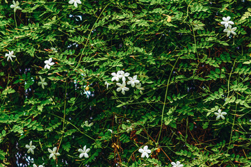 white jasmine flower green tree