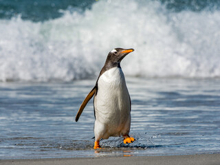 Gentoo penguin portrait in Antarctica