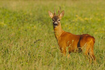 Dominant roe deer, capreolus capreolus, buck observing its territory. 