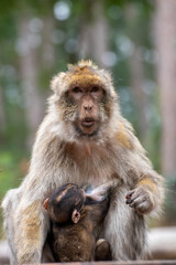 Close up of a monkey family in an animal park in Germany