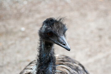 Close up of a single ostrich in an animal park in Germany