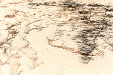 sand texture background, Lazy beach, koh rong samloem island, Sihanoukville, Cambodia.