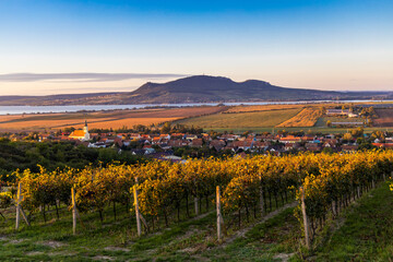 Autumn vineyards under Palava near Sonberk, South Moravia, Czech Republic