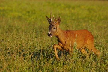 Dominant roe deer with rare antlers on summer field at sunrise. Capreolus capreolus.