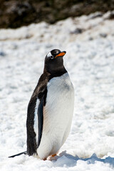 Close up of a Gentoo Penguin (Pygoscelis papua) in Antarctica on the white snow