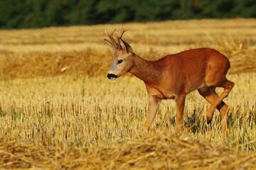Young roe buck on field at summer morning. Capreolus capreolus.