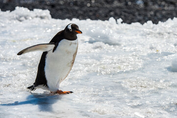 Gentoo Penguin (Pygoscelis papua) runs over the snow in Antarctica