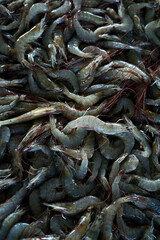 Fototapeta premium Fresh bunch of Shrimp for sale at traditional fish market in Indonesia