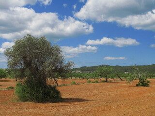 Fields of red soil and olive trees under blue sky with white clouds, Ibiza,  Es Amunts Natural Park, Spain