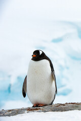 Obraz premium Gentoo Penguin (Pygoscelis papua) in Antarctica