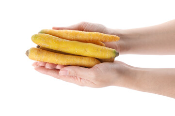 Woman holding raw yellow carrots on white background, closeup