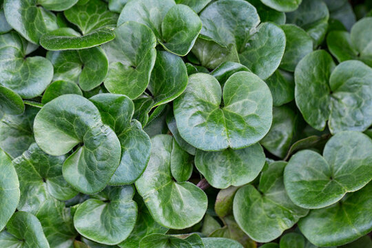Beautiful round leaves form a green background. Asarum europaeum