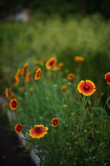 Orange yellow flowers grow in summer evening, closeup open vivid buds, art bokeh.