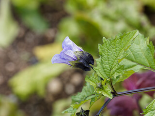 Nicandra physaloides ou faux-coqueret aux tiges noir brillant, feuillage lobé et gaufré, fleur bleuté violacé en forme de cloche
