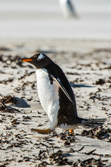 Gentoo penguin on the sand of the Falkland Islands